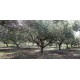 CELLOLE TERRENO AGRICOLO